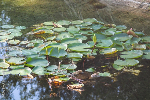 Obraz frog in the pond