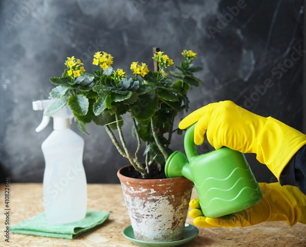 Fototapeta Female hands in yellow gloves caring for yellow Kalanchoe flowers in a pot on a wooden table with a watering can, a sprinkler of water and a napkin.