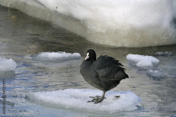 Obraz Coot (Fulica atra) jumping on ice-flows