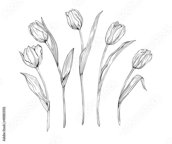 Fototapeta Set of tulips art line black and white pattern isolated. Drawing of flowers for tattoos