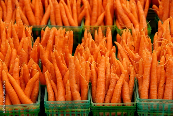 Obraz Carrots at attention