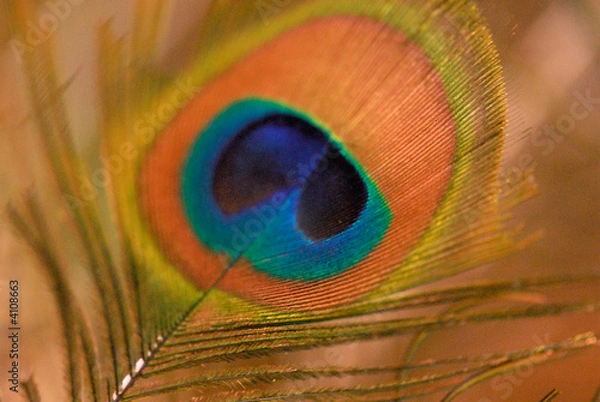 Obraz Peacock feather-detail