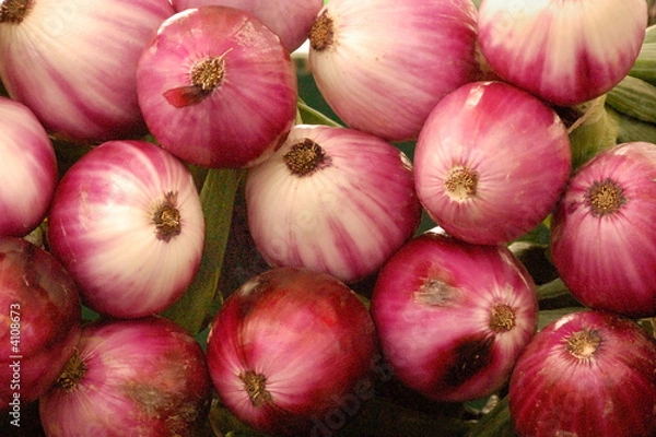 Obraz Red onions