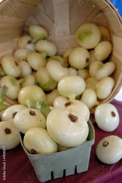 Obraz Onions-still life