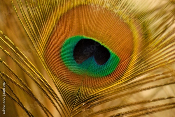 Obraz Peacock feather-detail