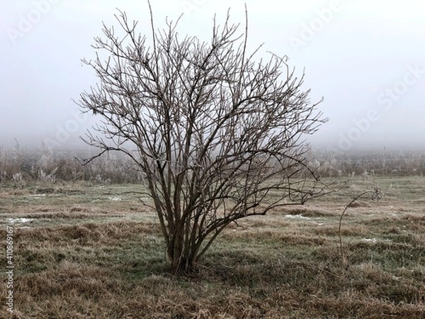 Obraz tree in the field