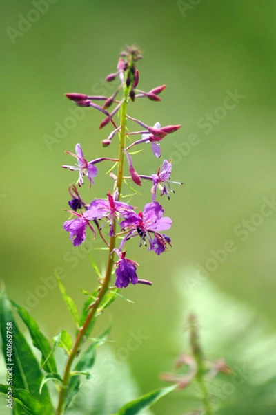 Obraz Larkspur purple flower