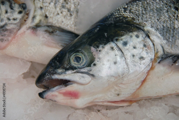 Obraz Salmon on ice