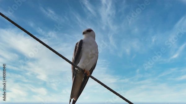 Obraz The black-shouldered kite (Elanus axillaris), also known as the Australian black-shouldered kite, is a small raptor found in open habitat throughout Australia.