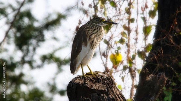 Obraz The Indian pond heron or paddybird (Ardeola grayii) is a small heron. It is of Old World origins, breeding in southern Iran and east to the Indian subcontinent, Burma, and Sri Lanka.