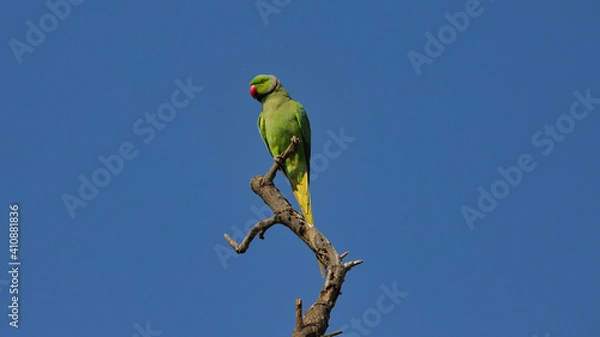 Obraz The rose-ringed parakeet (Psittacula krameri), also known as the ring-necked parakeet, is a medium-sized parrot in the genus Psittacula, of the family Psittacidae.