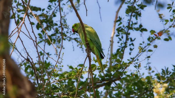Obraz The rose-ringed parakeet (Psittacula krameri), also known as the ring-necked parakeet, is a medium-sized parrot in the genus Psittacula, of the family Psittacidae.