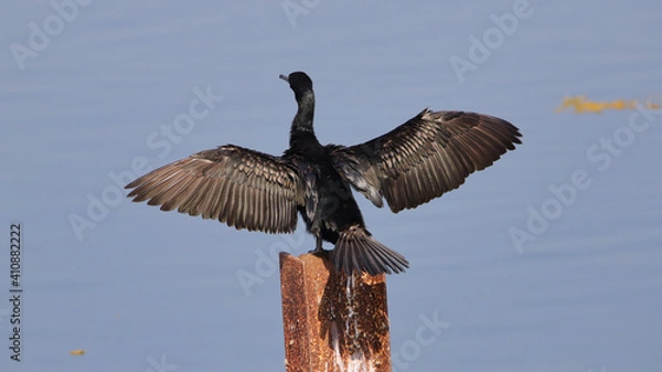 Fototapeta The great cormorant (Phalacrocorax carbo), known as the black shag in New Zealand and formerly also known as the great black cormorant across the Northern Hemisphere, the black cormorant in Australia.