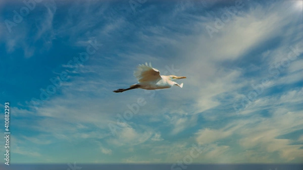 Obraz The intermediate egret, median egret, smaller egret, or yellow-billed egret (Ardea intermedia) is a medium-sized heron. Some taxonomists put the species in the genus Egretta or Mesophoyx.