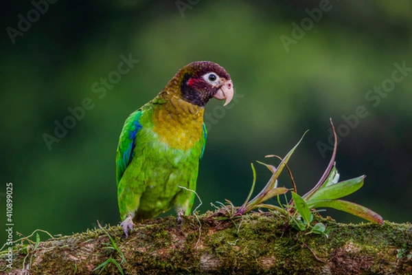 Obraz Brown headed parrot sitting on a branch in the rainforest