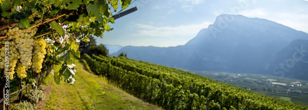 Obraz Vigneto nelle dolomiti