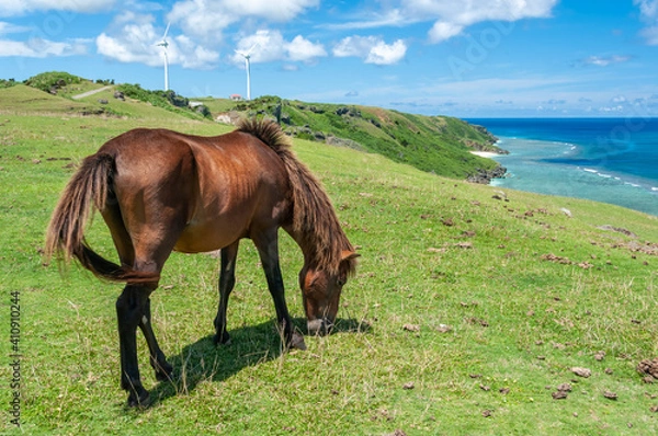 Fototapeta A Yonaguni horse roam freely on a green pasture with a beautiful landscape on background. Yonaguni Island.