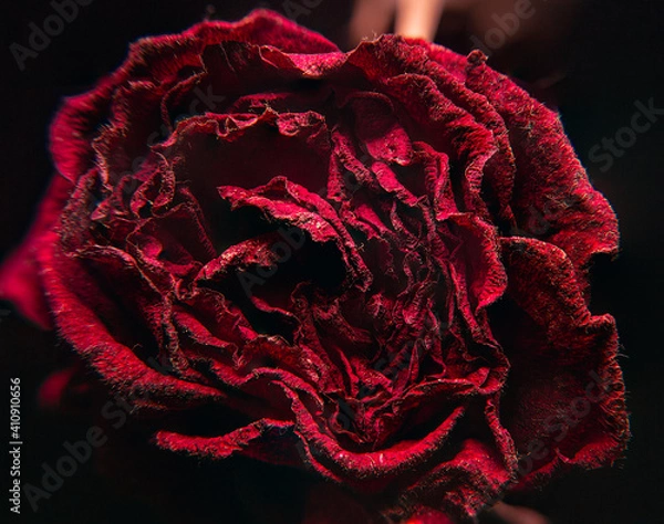 Obraz rosa seca y muerta