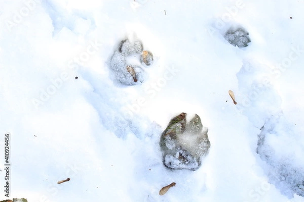 Obraz 
The dog walked in the snow and left its tracks