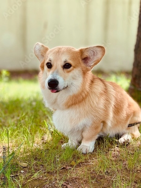 Obraz Cute Welsh Corgi