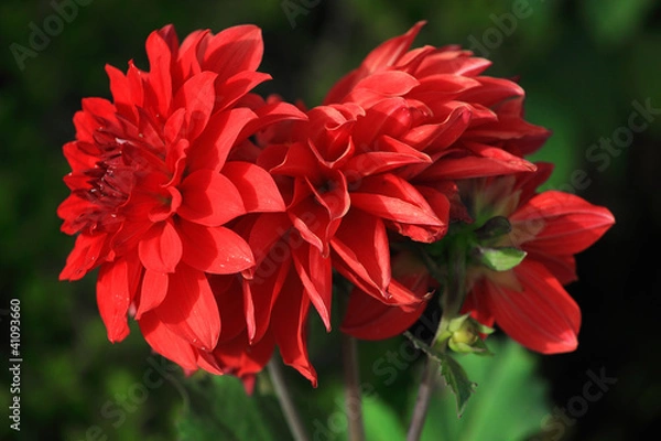 Fototapeta Flowers Red