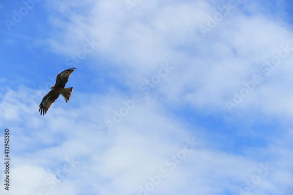 Fototapeta 空飛ぶトンビ【国内・千葉】