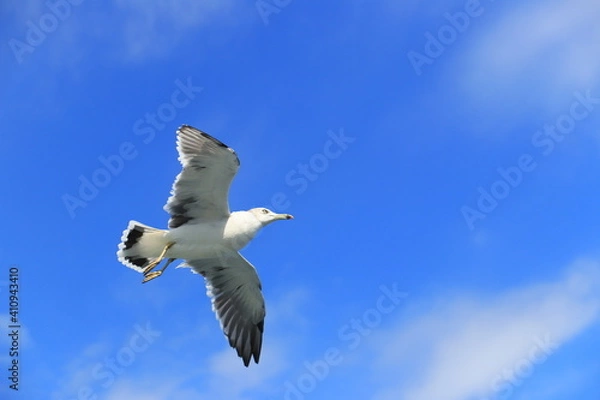 Fototapeta 空飛ぶウミネコ【国内・千葉】