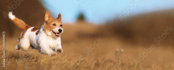 Fototapeta Playful happy cute smiling pet dog puppy running, jumping in the grass. Web banner.