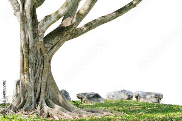 Fototapeta Tropical trees grow well in Thailand. The trunk is large, the roots are wide spread, the roots have beautiful complex patterns, cut and change the background to white, ready to use.
