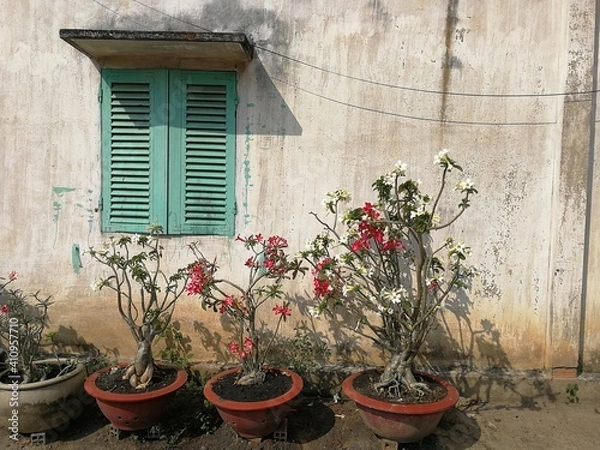 Obraz Old wall with exotic flowerrs in front of it
