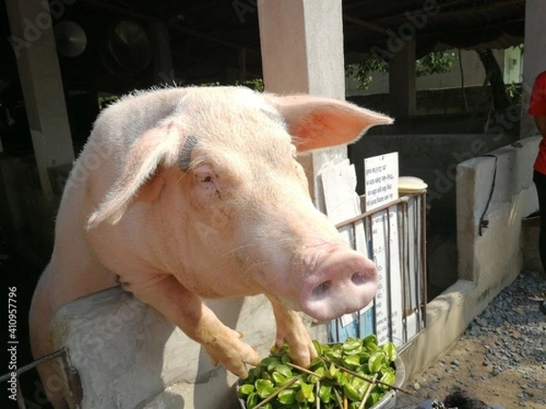 Obraz Close up of big pig in the farm