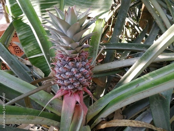 Obraz Close up of a small pinkush pineapple in Vietnam