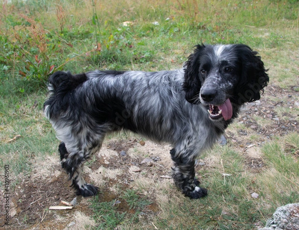 Obraz Spaniel dog