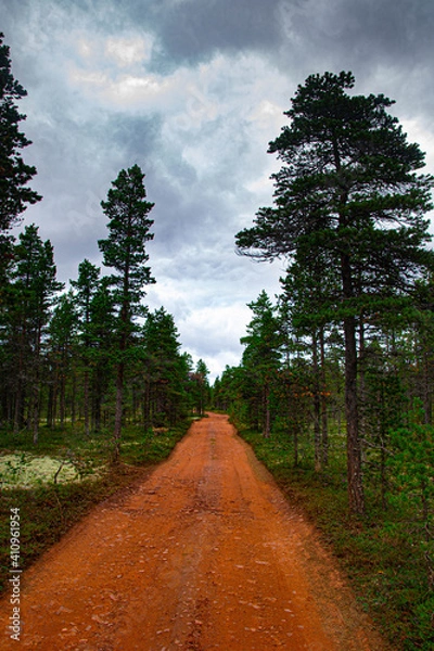 Obraz Pine tree road