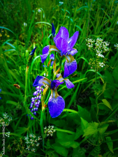 Obraz blue iris flower