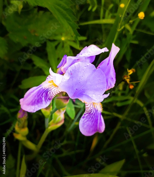 Obraz purple iris flower