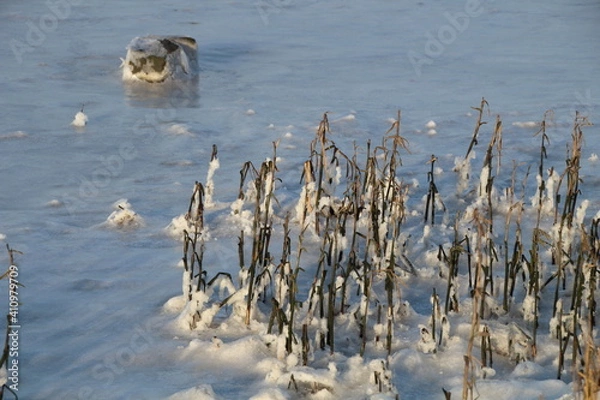 Obraz  Seegras und Stein eingefroren