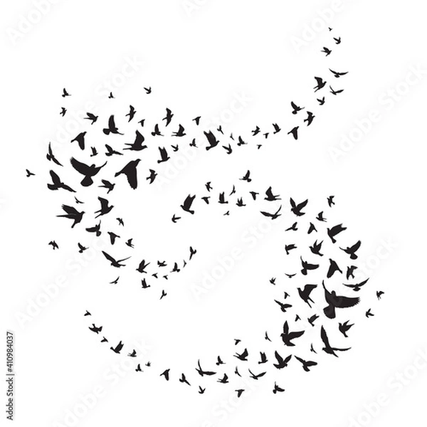 Obraz Flying birds silhouette illustration. Vector background