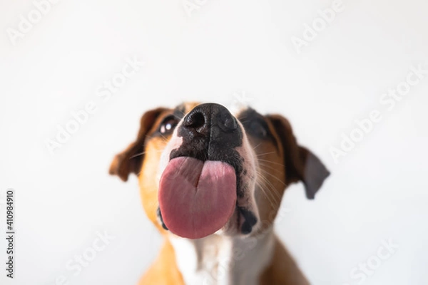 Fototapeta Dog with licking tongue, close-up view, shot through the glass. Funny pet portrait, focus on the tongue