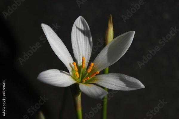 Obraz white flower on black
