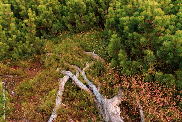 Fototapeta Mountain pine soil and roots in the wild