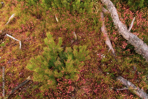 Fototapeta Mountain pine soil and roots in the wild