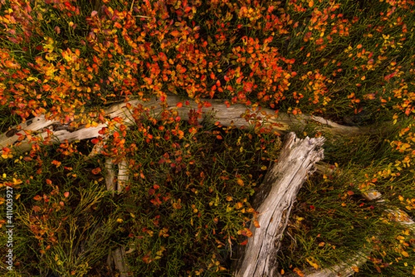 Fototapeta Mountain pine soil and roots in the wild