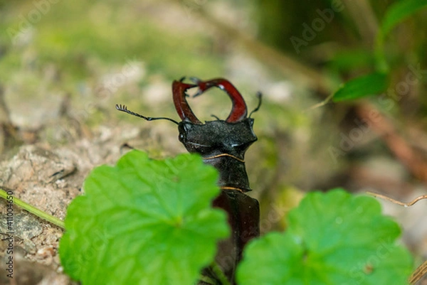 Fototapeta The European stag beetle is one of the best-known species of stag beetle in Western Europe