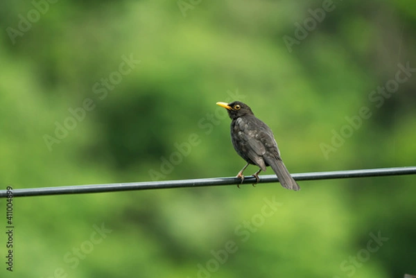 Obraz Common blackbird waiting on a electric cable