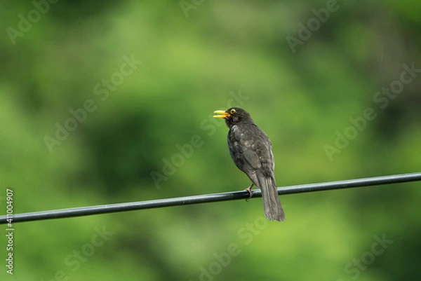 Obraz Common blackbird waiting on a electric cable