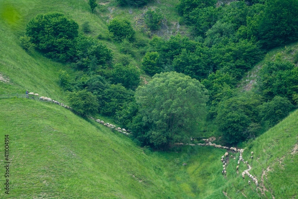 Obraz Common blackbird waiting on a electric cable