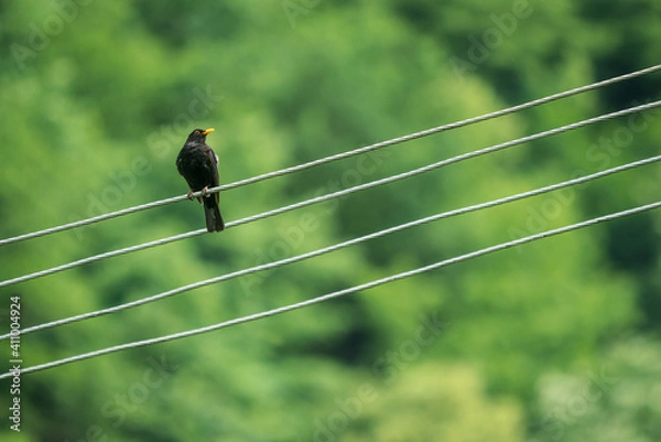 Obraz Common blackbird waiting on a electric cable