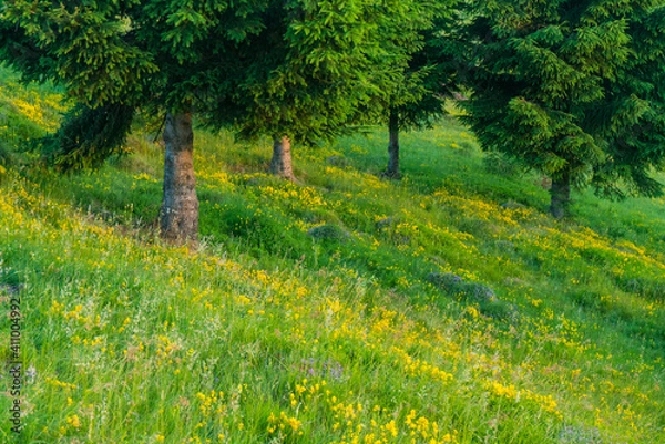 Obraz Dominant fallow deer male in the wild