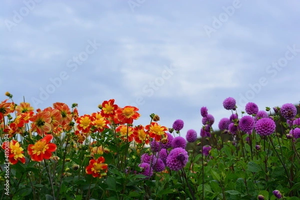 Fototapeta field of dahlia flowers orange and purple with green leave blue sky beautiful garden in netherland